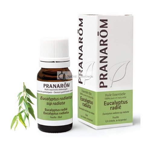 Pranarôm Eucalyptus Radiata Essential Oil 10ml